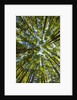 Old growth cedar, hemlock, fir and Sitka spruce forest in fall by Anonymous