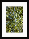 Old growth cedar, hemlock, fir and Sitka spruce forest in fall by Anonymous