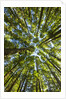 Old growth cedar, hemlock, fir and Sitka spruce forest in fall by Anonymous