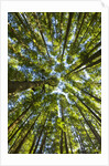 Old growth cedar, hemlock, fir and Sitka spruce forest in fall by Anonymous