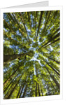 Old growth cedar, hemlock, fir and Sitka spruce forest in fall by Anonymous