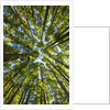 Old growth cedar, hemlock, fir and Sitka spruce forest in fall by Anonymous