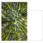 Old growth cedar, hemlock, fir and Sitka spruce forest in fall by Anonymous