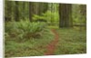 Trail among redwood trees in Jedediah Smith Redwoods State Park by Anonymous