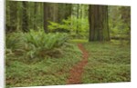 Trail among redwood trees in Jedediah Smith Redwoods State Park by Anonymous
