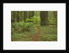 Trail among redwood trees in Jedediah Smith Redwoods State Park by Anonymous