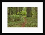 Trail among redwood trees in Jedediah Smith Redwoods State Park by Anonymous