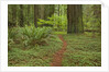 Trail among redwood trees in Jedediah Smith Redwoods State Park by Anonymous
