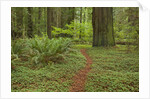 Trail among redwood trees in Jedediah Smith Redwoods State Park by Anonymous