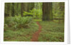 Trail among redwood trees in Jedediah Smith Redwoods State Park by Anonymous