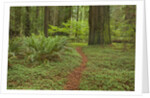 Trail among redwood trees in Jedediah Smith Redwoods State Park by Anonymous