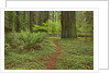 Trail among redwood trees in Jedediah Smith Redwoods State Park by Anonymous