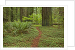 Trail among redwood trees in Jedediah Smith Redwoods State Park by Anonymous