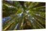 Redwood forest in Humboldt Redwood State Park by Anonymous