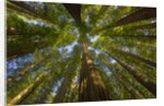 Redwood forest in Humboldt Redwood State Park by Anonymous