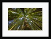 Redwood forest in Humboldt Redwood State Park by Anonymous