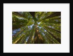 Redwood forest in Humboldt Redwood State Park by Anonymous