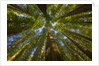 Redwood forest in Humboldt Redwood State Park by Anonymous