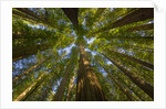 Redwood forest in Humboldt Redwood State Park by Anonymous