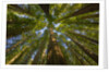 Redwood forest in Humboldt Redwood State Park by Anonymous