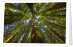 Redwood forest in Humboldt Redwood State Park by Anonymous