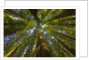 Redwood forest in Humboldt Redwood State Park by Anonymous
