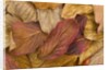 Pacific dogwood leaves in fall by Anonymous