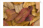 Pacific dogwood leaves in fall by Anonymous