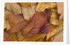Pacific dogwood leaves in fall by Anonymous