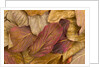 Pacific dogwood leaves in fall by Anonymous
