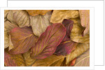Pacific dogwood leaves in fall by Anonymous