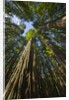 Redwood forest in Humboldt Redwood State Park by Anonymous