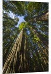 Redwood forest in Humboldt Redwood State Park by Anonymous