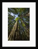 Redwood forest in Humboldt Redwood State Park by Anonymous