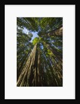 Redwood forest in Humboldt Redwood State Park by Anonymous