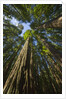 Redwood forest in Humboldt Redwood State Park by Anonymous