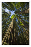 Redwood forest in Humboldt Redwood State Park by Anonymous