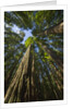 Redwood forest in Humboldt Redwood State Park by Anonymous