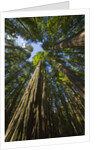 Redwood forest in Humboldt Redwood State Park by Anonymous