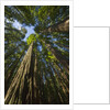 Redwood forest in Humboldt Redwood State Park by Anonymous