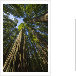 Redwood forest in Humboldt Redwood State Park by Anonymous