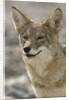 Coyote in Death Valley National Park by Anonymous