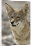Coyote in Death Valley National Park by Anonymous
