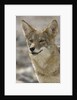 Coyote in Death Valley National Park by Anonymous