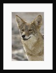 Coyote in Death Valley National Park by Anonymous