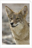 Coyote in Death Valley National Park by Anonymous