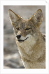 Coyote in Death Valley National Park by Anonymous