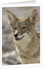 Coyote in Death Valley National Park by Anonymous