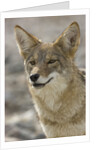 Coyote in Death Valley National Park by Anonymous