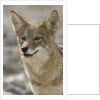 Coyote in Death Valley National Park by Anonymous